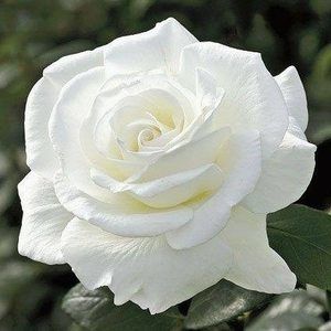 Meet your Posher, Joetta